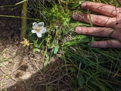 Parnassia palustris