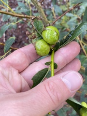Insecta