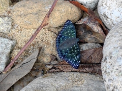 Dichorragia nesimachus