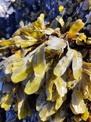 Fucus spiralis