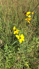 Coreopsis tripteris