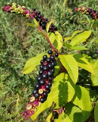Phytolacca americana