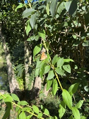 Apatura ilia