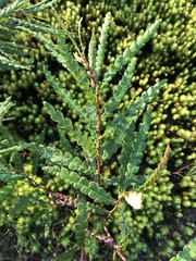 Comptonia peregrina