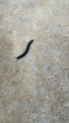 Belocaulus angustipes