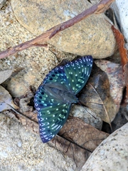 Dichorragia nesimachus