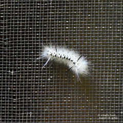 Lophocampa caryae