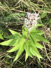 Eupatorium cannabinum