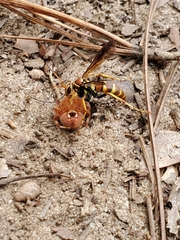 Poecilopompilus interruptus
