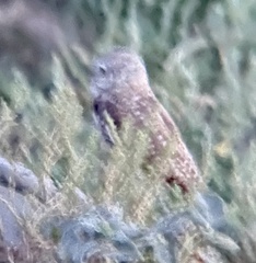 Athene cunicularia