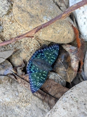 Dichorragia nesimachus