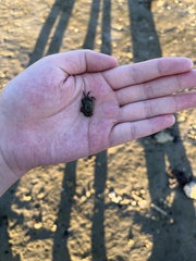 Hemigrapsus oregonensis