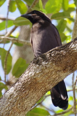 Cyanocorax cyanomelas