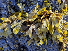 Fucus spiralis