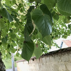 Tilia