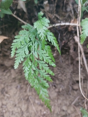 Asplenium adiantum-nigrum