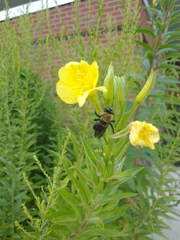 Xylocopa virginica