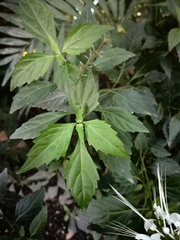 Orthosiphon aristatus