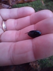 Agabinae