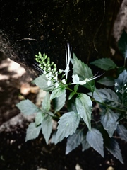 Orthosiphon aristatus