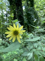 Helianthus strumosus