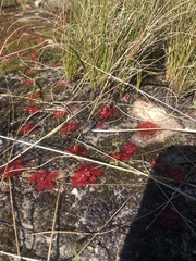 Drosera trinervia