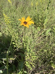Helianthus pauciflorus