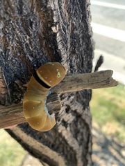 Papilio multicaudata