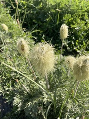 Pulsatilla occidentalis