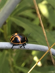 Labidomera clivicollis
