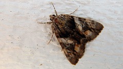 Catocala blandula