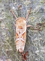 Triodia sylvina