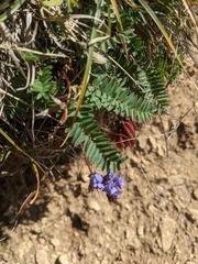 Oxytropis montana