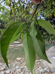 Artocarpus hypargyreus