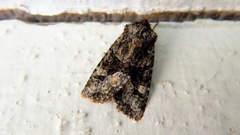 Lacinipolia olivacea