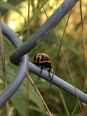 Labidomera clivicollis