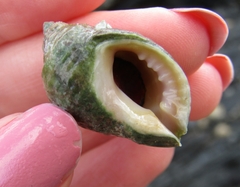 Nucella lapillus