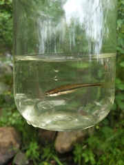 Notropis bifrenatus