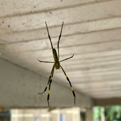 Trichonephila clavata