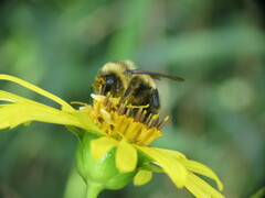 Bombus affinis