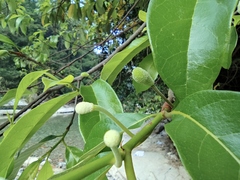 Artocarpus hypargyreus