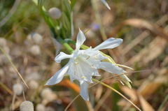 Pancratium maritimum