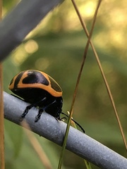 Labidomera clivicollis