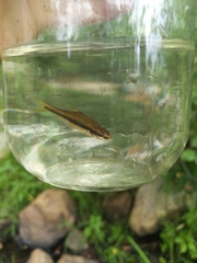 Notropis bifrenatus