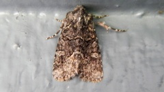 Lacinipolia olivacea