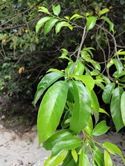 Artocarpus hypargyreus