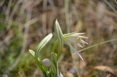 Pancratium maritimum