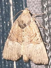 Mesoligia furuncula
