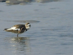 Charadrius wilsonia
