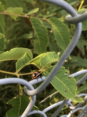 Labidomera clivicollis